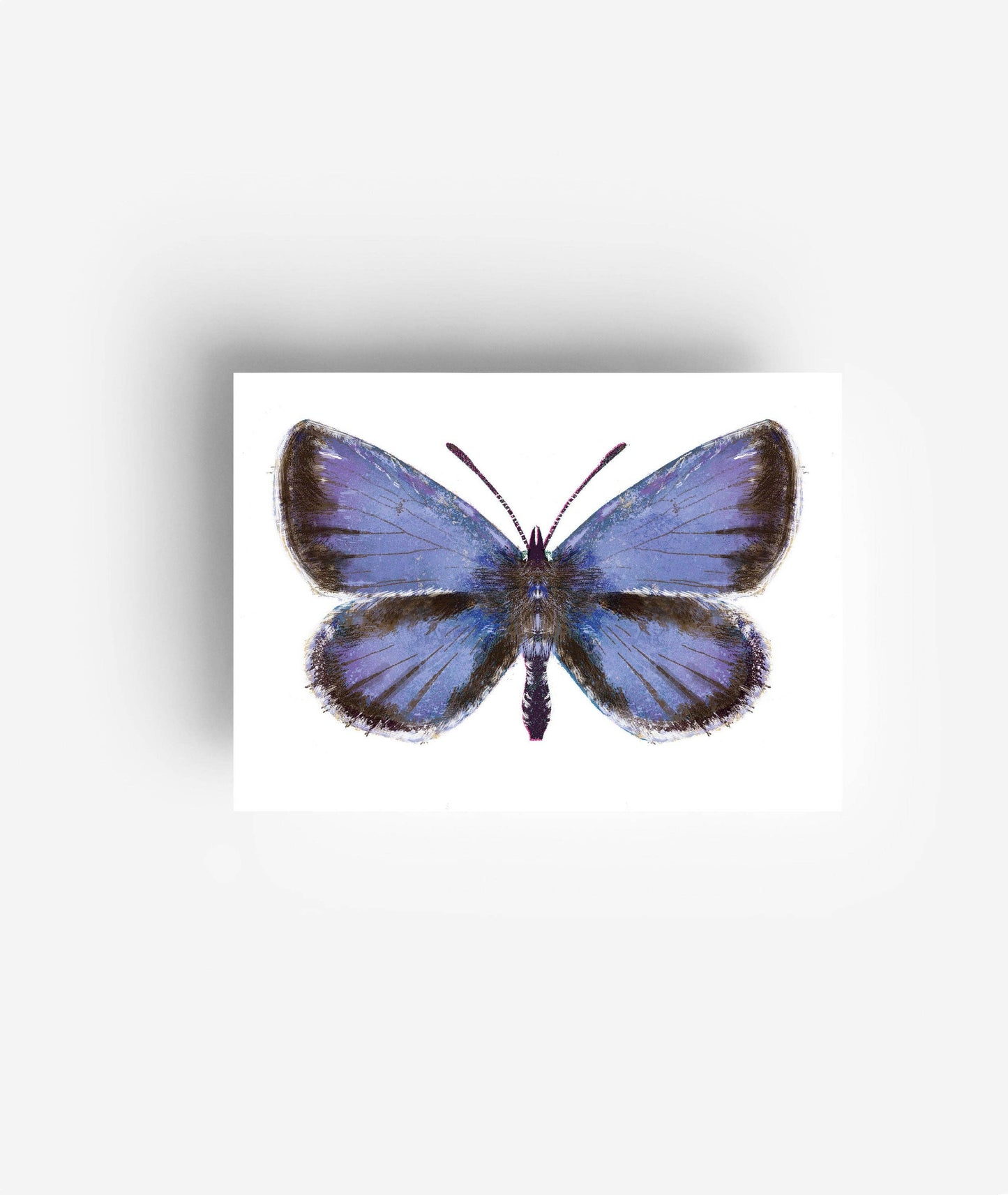 Butterfly Postcard Set (12 Cards)