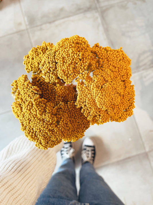 Achillea Parker Yellow Dried Flowers