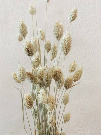 Phalaris Dried Flowers