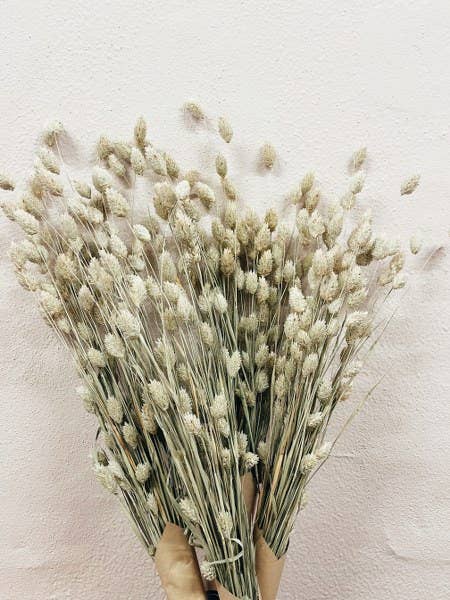 Phalaris Dried Flowers