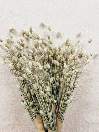 Phalaris Dried Flowers