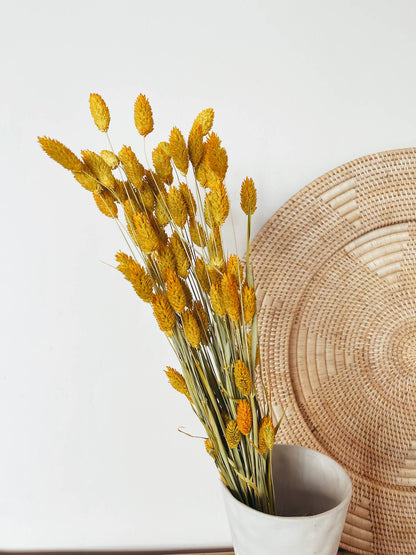 Phalaris Yellow Dried Flowers