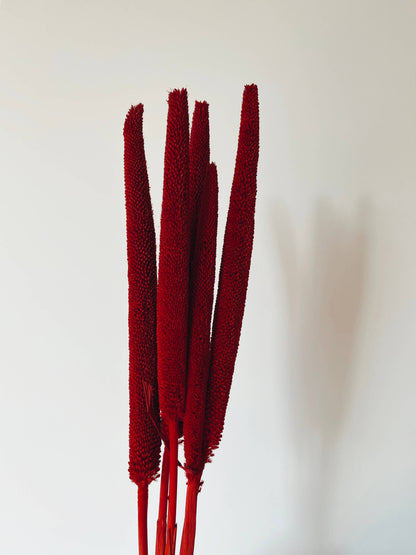 Babala Bordeaux Dried Flowers