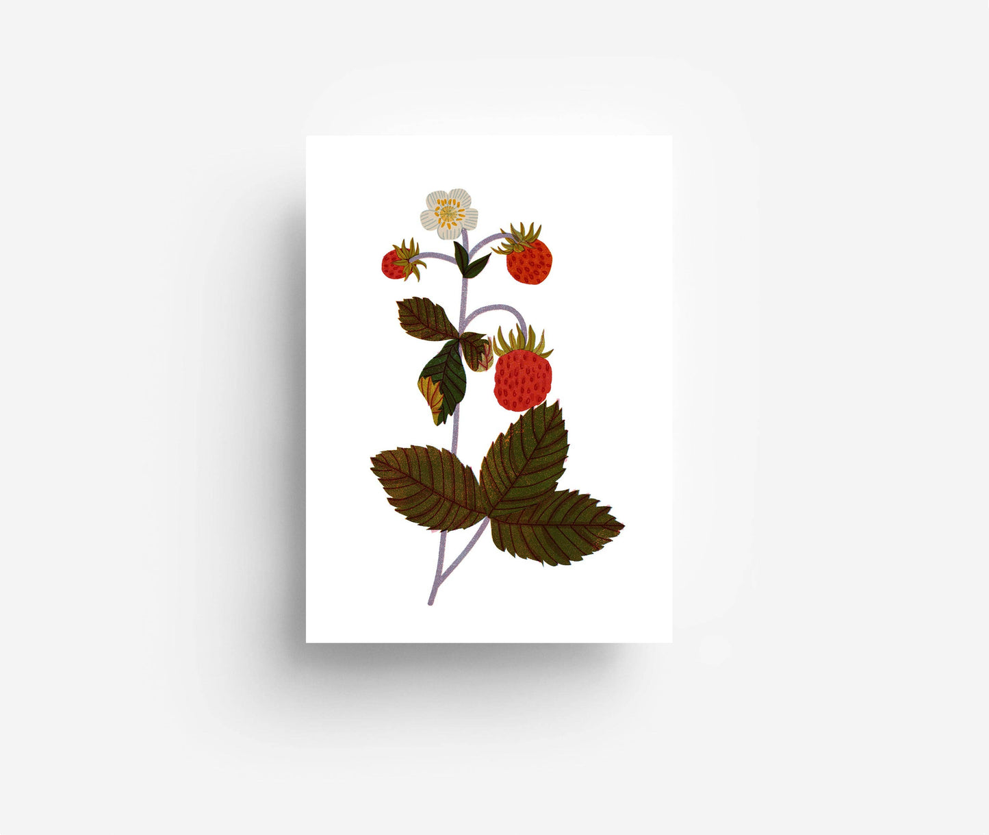 Fruits Postcard Set (12 Cards)