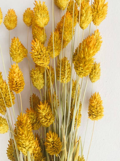 Phalaris Yellow Dried Flowers